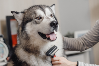 Grooming Appointment